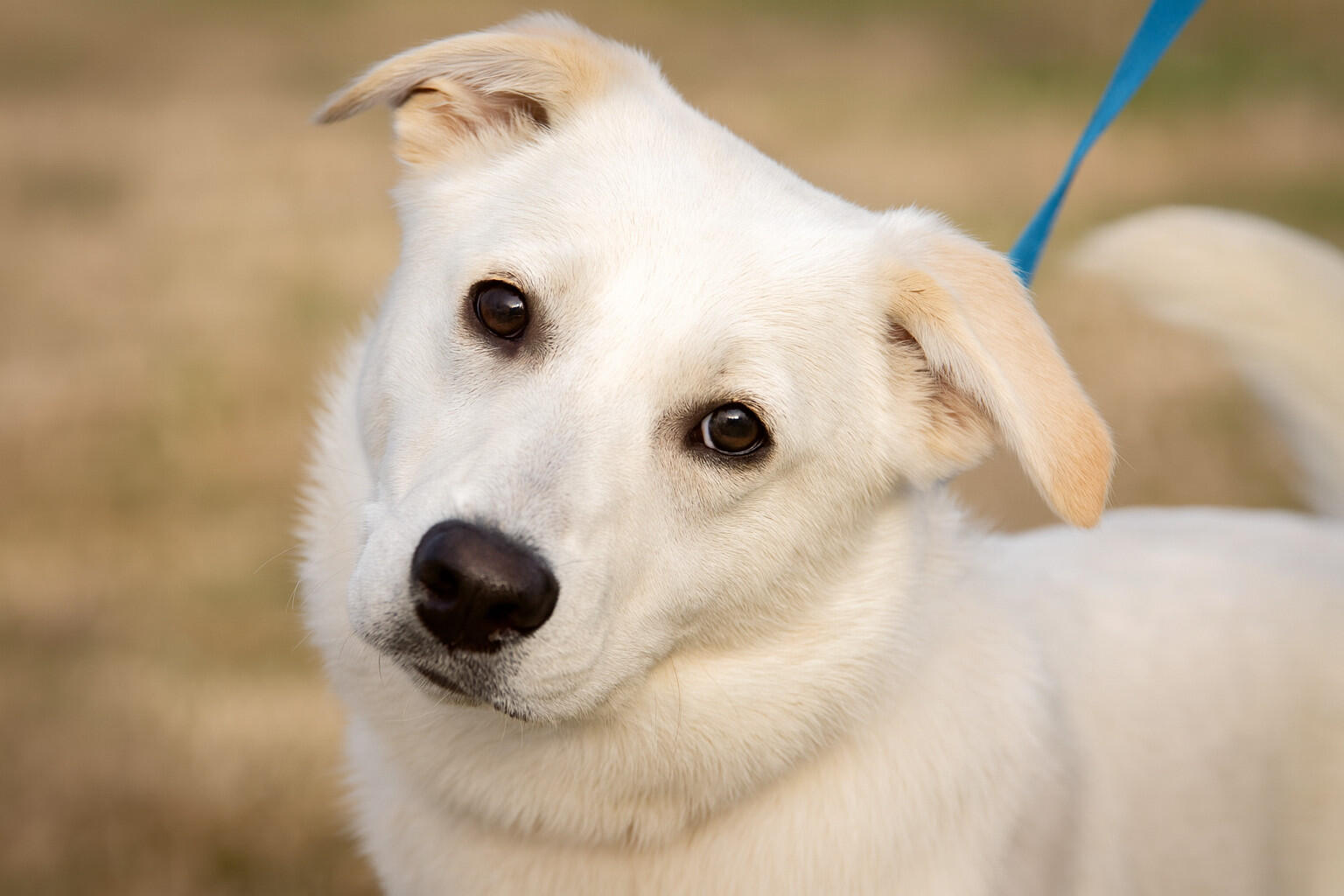 Rescue dog (official hero image)